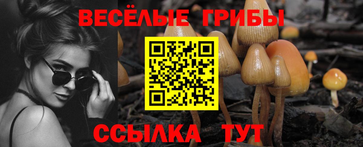 Псилоцибиновые грибы мицелий Черногорск